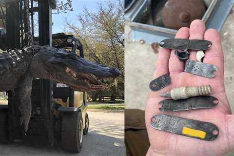 24-Year-Old Dog Collar Tags Found in Giant Gator’s Belly