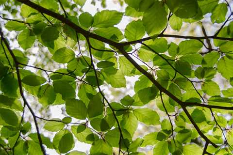 Natural Skincare That Plants Trees?