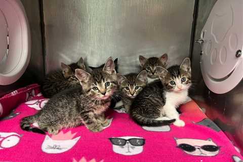 Austin Pets Alive! seeks fosters, 'bottle baby' volunteers during busy start to 'kitten season'