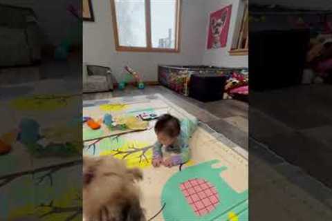 Adorable baby and cute dogs cannot get enough of each other