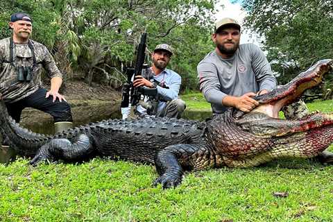 Massive 12-Foot Alligator Killed on South Florida Cattle Ranch