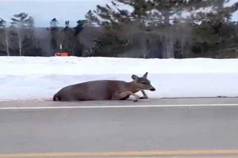 College Student Who Ran Over Deer for Laughs Could Face Jail Time