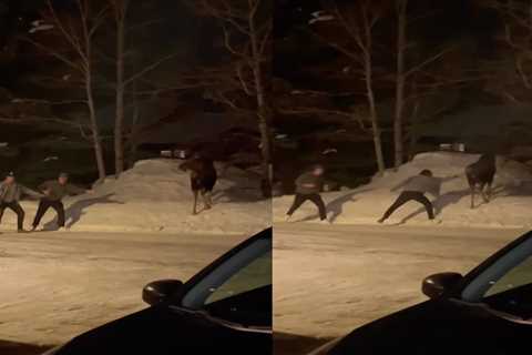 Watch: Drunk Dudes Harass Moose, Get Stomped