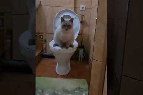 Cat amusingly uses toilet like a human