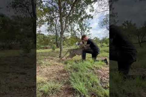 Photographer gets up close with cheetah