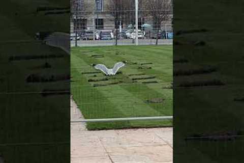 Seagull caught destroying freshly laid grass