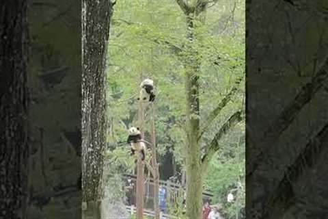 Playful panda dances in the trees