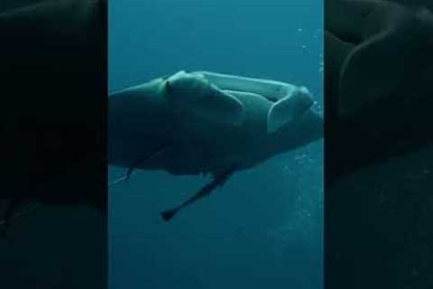 Stunning footage of large manta ray in Palau