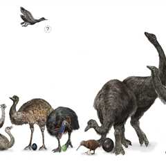 Study shows that eggshells of large, flightless birds evolved along different tracks