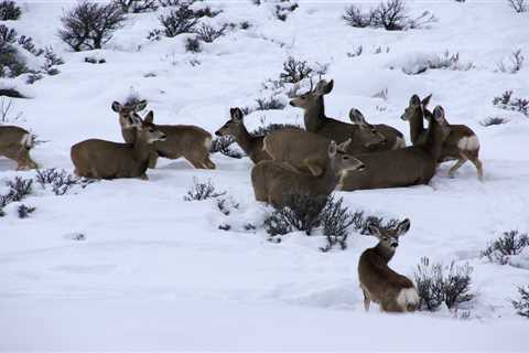 This Wyoming Hunter Wants You to Buy a Deer Tag, But Not Use It