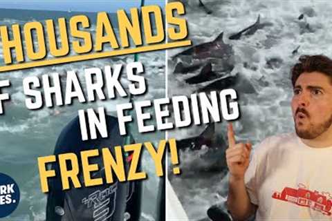 INSANE Shark Viral Videos!