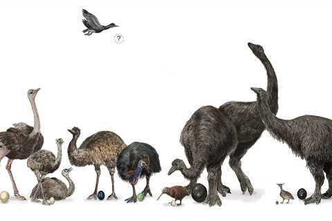 Study shows that eggshells of large, flightless birds evolved along different tracks