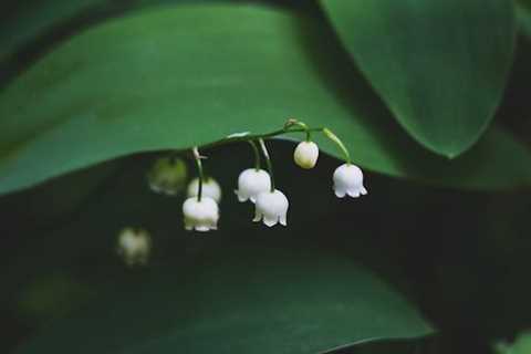 It’s our NINTH birthday! Paying homage to our symbolic flower: lily of the valley…