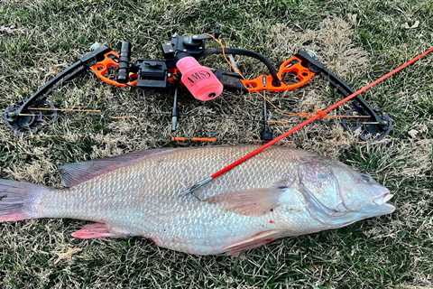 Bowfisherman Breaks Illinois State Record with a Big Freshwater Drum