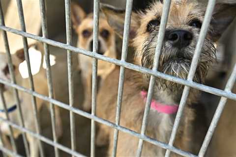 More funds sought in Bass’ budget for L.A. Animal Services