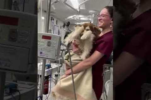 Pup wakes up from anesthesia and tries to swim away