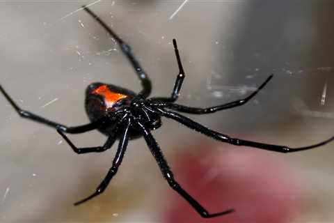 The 10 Most Dangerous Spiders in the World