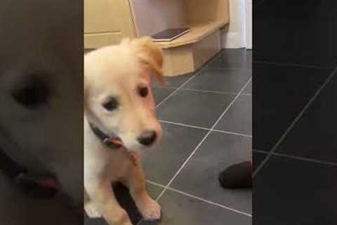 Puppy has the cutest reaction to trying a new treat