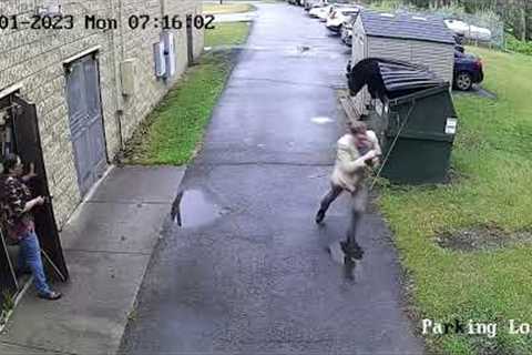 Wild bear climbs out of dumpster as terrified teachers flee in West Virginia