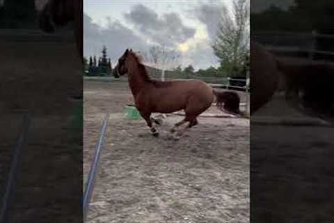 Clumsy horse trips while running around in circles