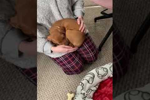 Puppy refuses to sleep in its own bed