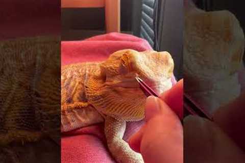 That's one grumpy bearded dragon