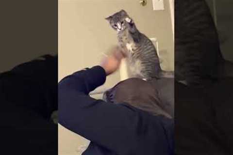 Curious cat helps woman pat her head