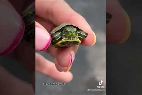 Woman finds tiniest turtle in drain before taking him home