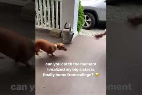 Dachshund can't contain its excitement