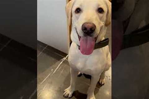 Dog's determination to learn how to bark quietly