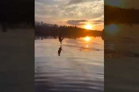 Eagle quickly swoops in and grabs fish 😱