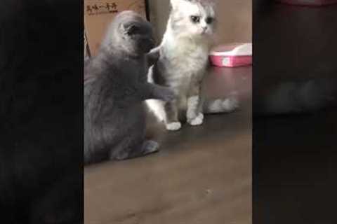 Cat desperately tries to get attention of his friend