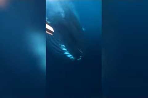 Divers have crazy up-close encounter with a humpback whale