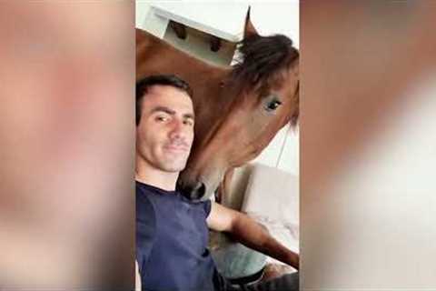 Meet the man who is best friends with a HORSE