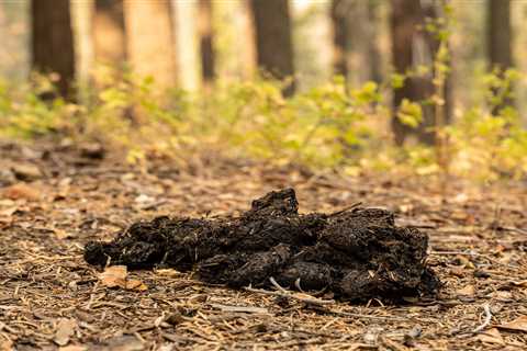 How to Identify Bear Scat