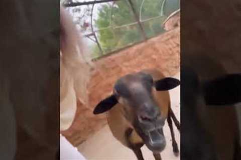 Greek goat has a special message 😂