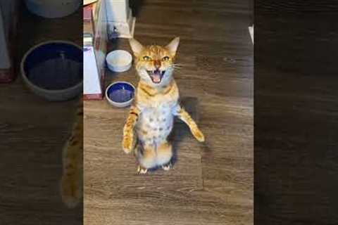 Cat stands upright and demands hugs