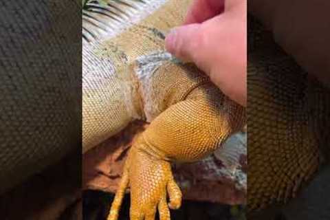 Keeper helps Iguana shed its skin