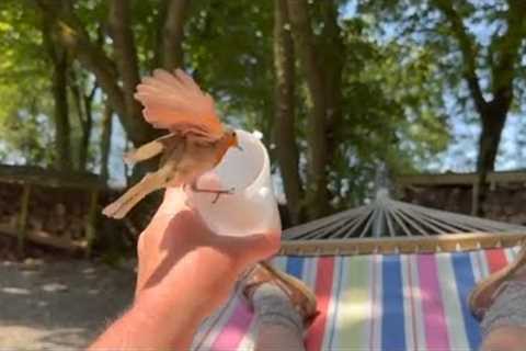 Photographer strikes up friendship with wild garden birds