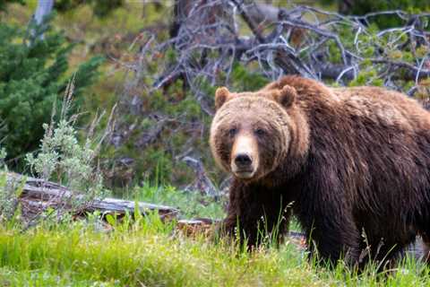 Black Bear Hunter Kills Charging Grizzly in Montana Backcountry