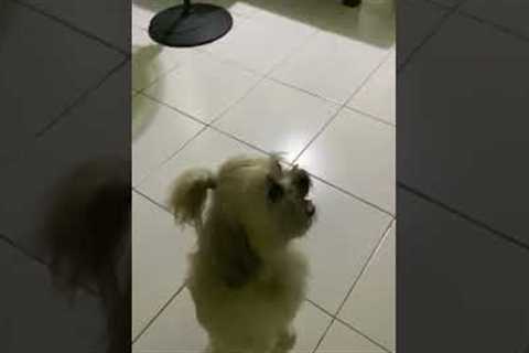 Little Dog Walks on Hind Legs and Spins