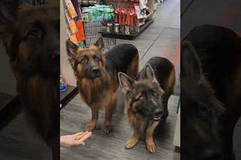 Dogs Wait for Permission to Take Treats