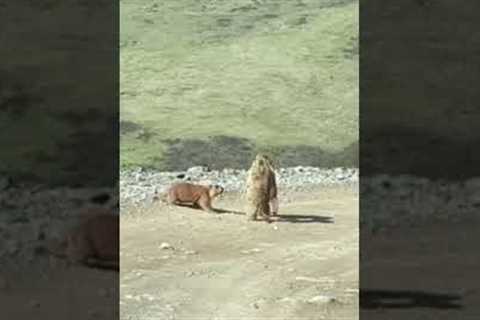 Two marmots caught in a funny fight