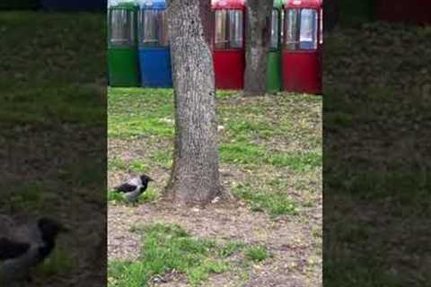 Squirrel and crow play hide and seek