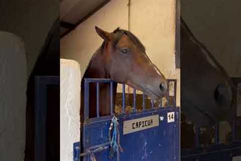 Capicua the Horse Really Likes Carrots