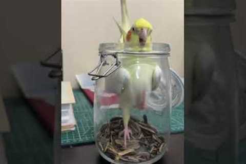 Funny parrot dives into seed jar and gets stuck