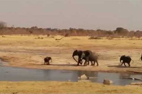 Elephants Charge Crocodiles in Zimbabwe