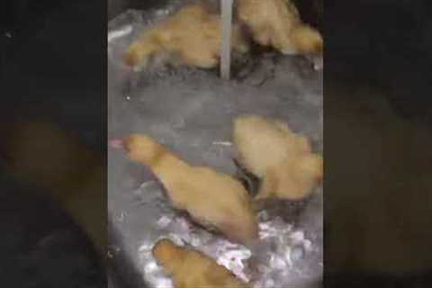 Playful ducklings gleefully splash and zoom into sink