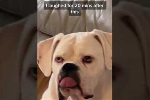 Dog does deadpan face at owner