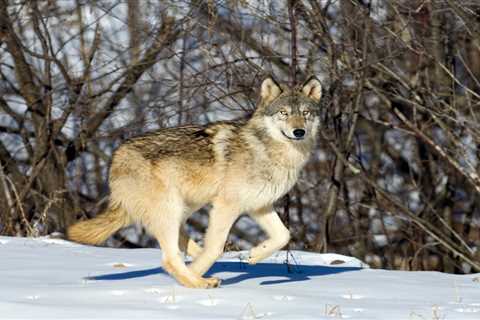 Hunting Groups Petition Feds to Delist Wolves in Great Lakes Region